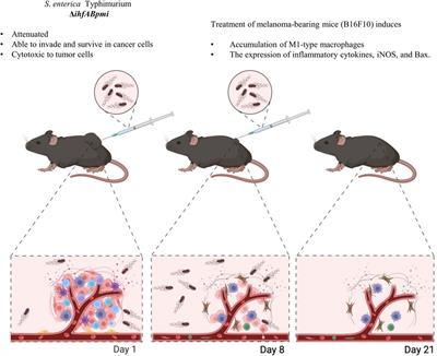 Attenuated mutants of Salmonella enterica Typhimurium mediate melanoma regression via an immune response